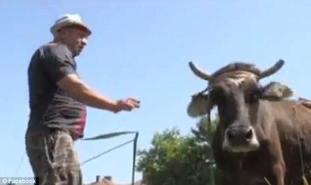 Apesar de um certificado veterinário emitido na Sérvia, que atesta a perfeita saúde de sua vaca, as autoridades búlgaras exigem que ela seja imediatamente sacrificada