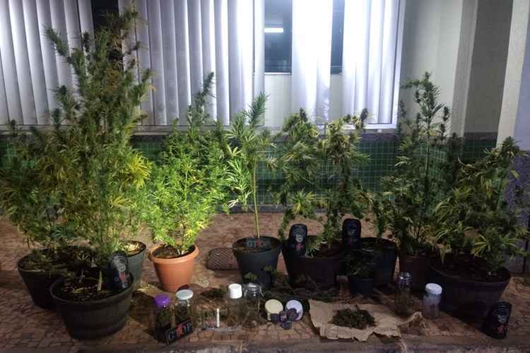 A Polícia apreendeu dez pés de maconha, 3kg do entorpecente e encontrou mais seis vasos com sementes da droga plantadas