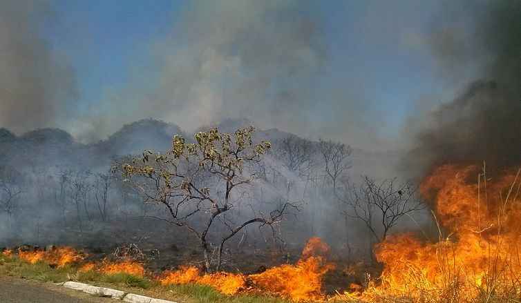 Queimadas em áreas florestais e de lavoura aumentam 52% este ano 