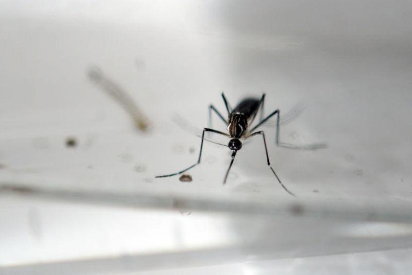 ICMC abre inscrições para workshop sobre controle do Aedes aegypti