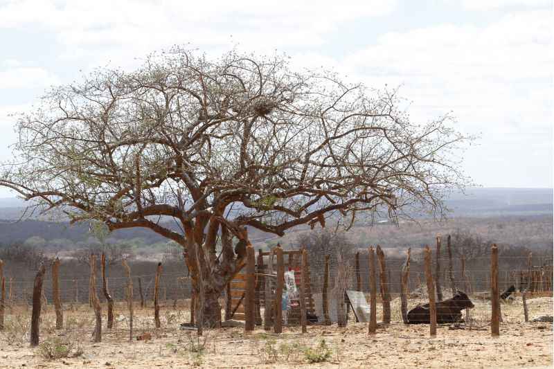 A seca severa tem causado impacto na safra agrícola, na pecuária e nos reservatórios de abastecimento de água e de geração de energia