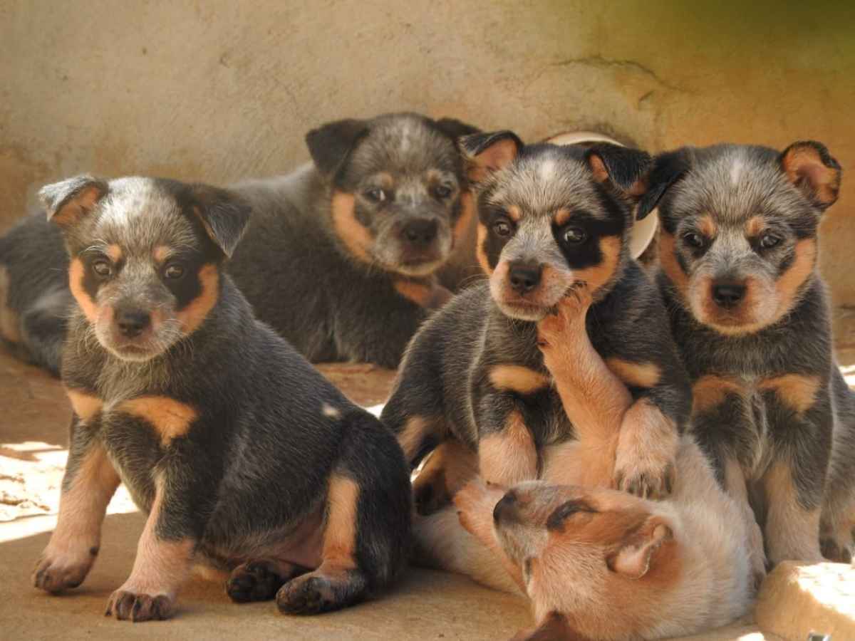 Conheça a raça boiadeiro australiano