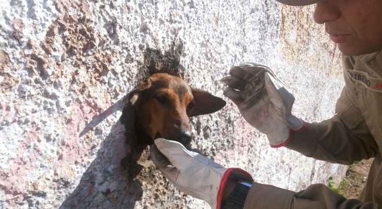 Bombeiros resgatam cachorro preso em muro