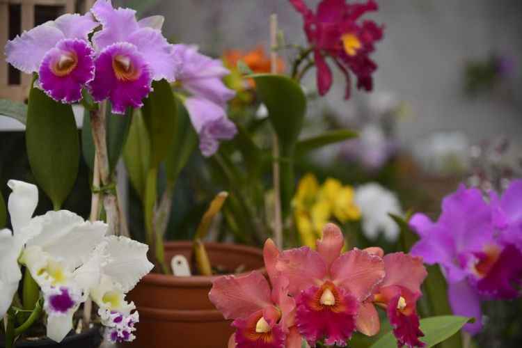 Aluna de Toledo participa de feira científica de Londres com pesquisa de  germinação de orquídeas