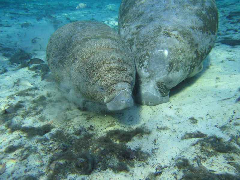 Evolução faz com que animais marinhos fiquem mais fragilizados a pesticidas