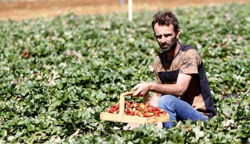 O produtor Marcos José comemora a safra com 800kg de frutos colhidos