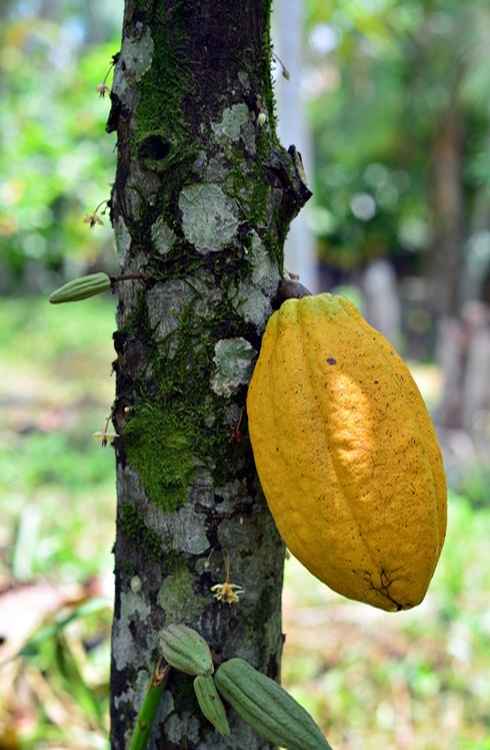 52% é o percentual mínimo de cacau usado na produção do chocolate paraense