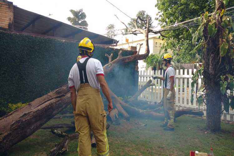 Bombeiros retiram árvore seca que caiu em lote na QI 25 do Lago Sul