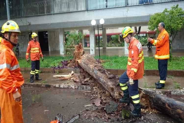 Bombeiros removem árvore podre que ameaçava cair na Asa Norte 