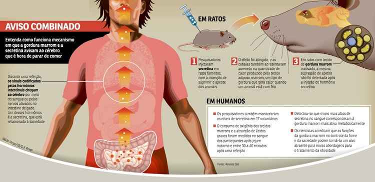 Interação entre hormônio e gordura que aquece o corpo é chave da saciedade