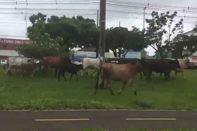 Vídeo: bois fogem de chácara próxima à Papuda e assustam moradores do DF 