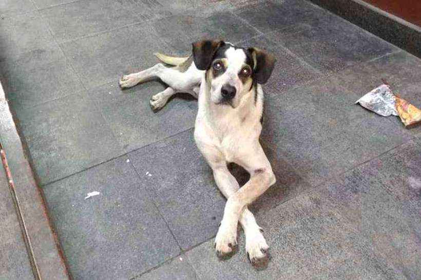 Cachorro que foi agredido até a morte em supermercado de Osasco (SP)