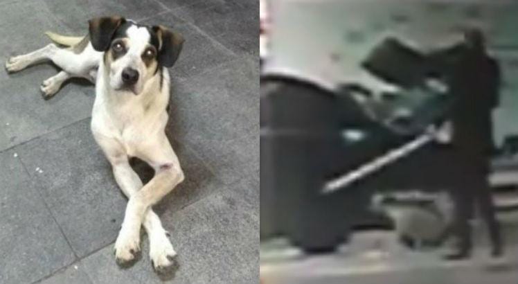 O cachorro que vivia solto na loja do Carrefour teria sido envenenado e espancado até a morte por um segurança