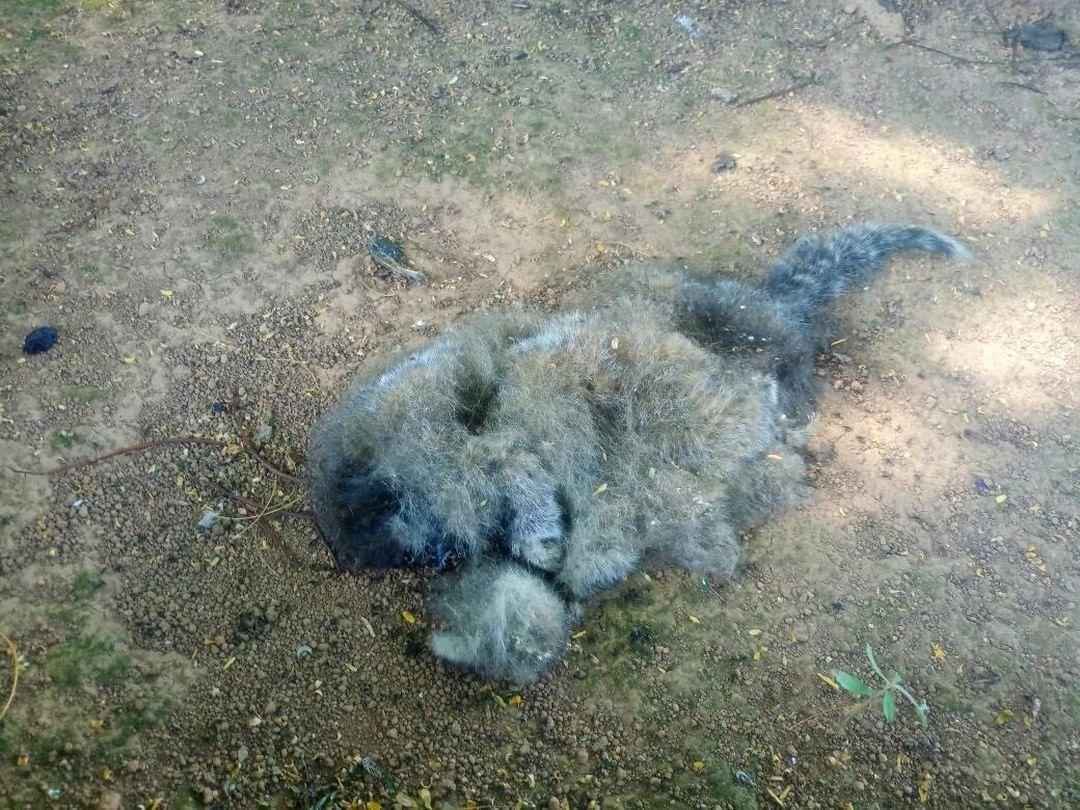 Vigilância ambiental pede para que a população não se aproxime de animais mortos