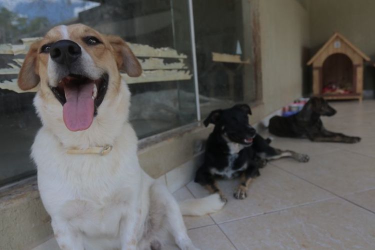 abrigo de cães no DF