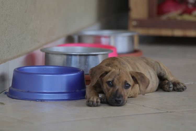 abrigo de cães no DF