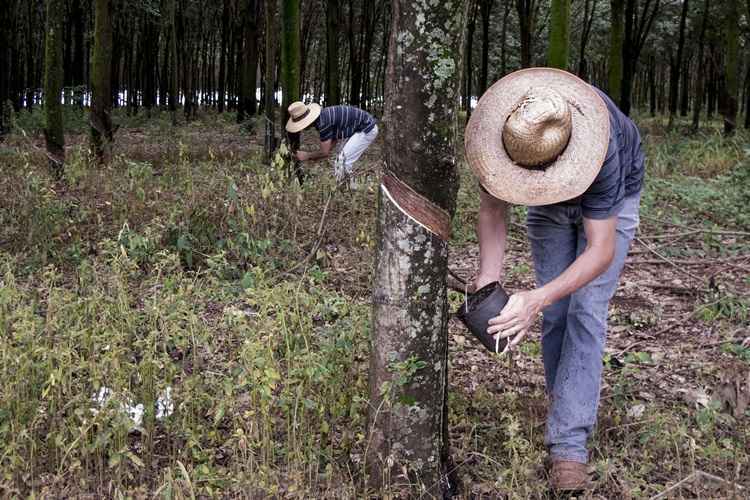 homem extrai látex de uma seringueira