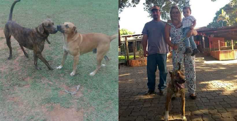 Vitinho e Zeus: cachorros foram resgatados e devolvidos a seus tutores