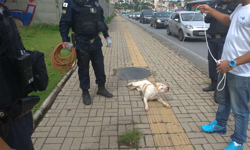 Uma equipe do Controle de Zoonoses da PBH foi acionada e encaminhou o cachorro baleado para um atendimento veterinário