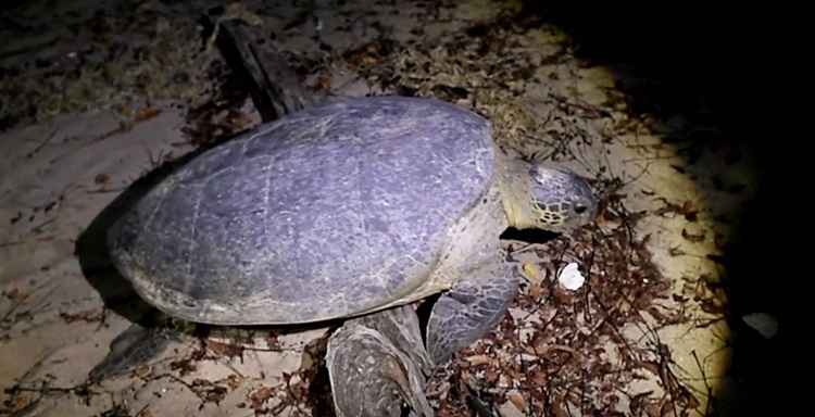 Encontrada no Equador tartaruga gigante desaparecida há um século