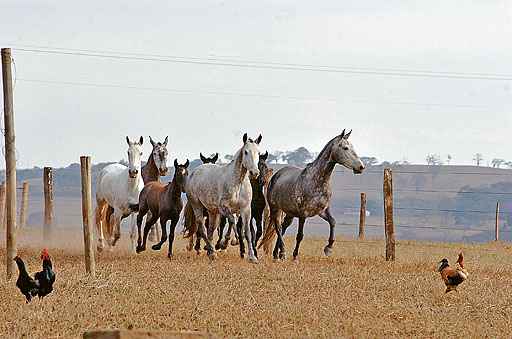 Conheça o mangalarga, considerado o principal cavalo de sela do mundo