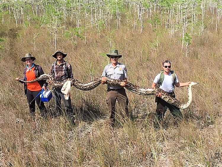 É uma das maiores pítons já capturadas no sul da Flórida