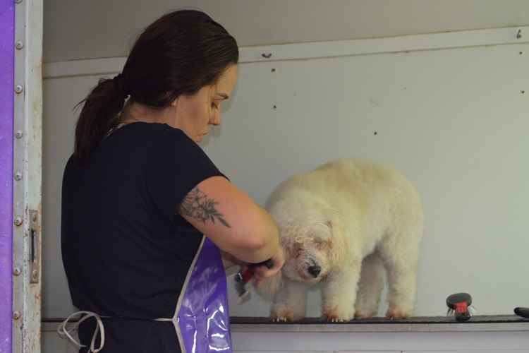 Conheça dona de pet shop sobre rodas que circula no DF