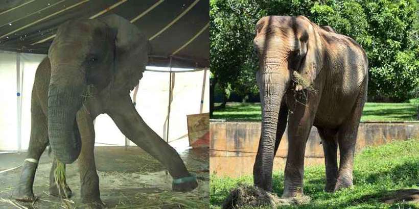 À esquerda o Elefante Chocolate em 2008, na época do resgate. À direita, uma foto atual, em 2019