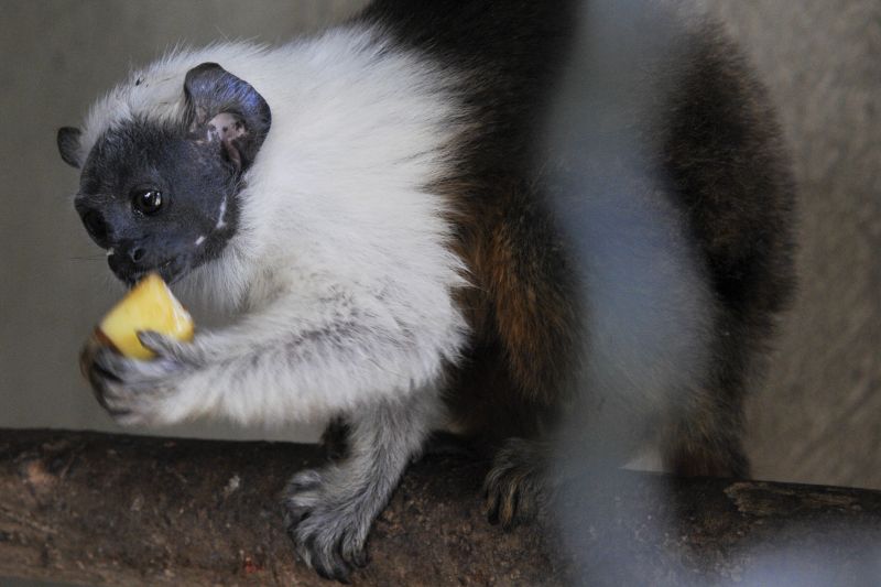 Macaco Sauim-de-coleira. Peculiar da Amazônia, trata-se de uma das espécies de primata mais ameaçadas de extinção