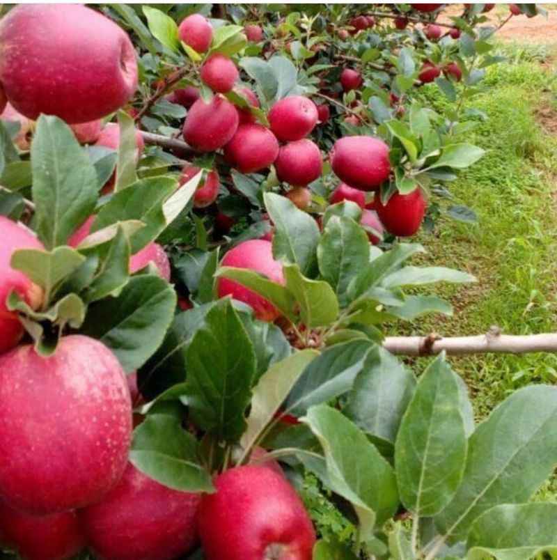 Os agricultores locais escolheram a maçã do tipo eva, comum na Região Sul do país, para cultivar no cerrado