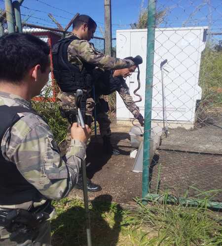 Batalhão Ambiental da PM resgata quatro cobras no Park Way