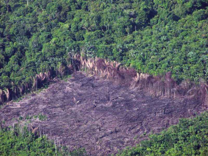 desmatamento na Amazônia