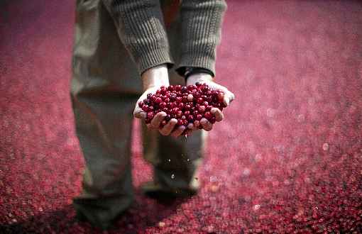 Extrato da fruta permite tratamento com doses menores de antibiótico