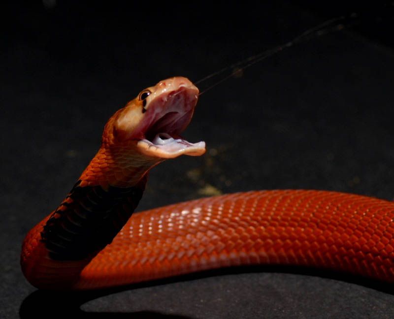 Uma funcionária pública nigeriana assegurou que uma cobra havia comido 100.000 dólares de dinheiro público