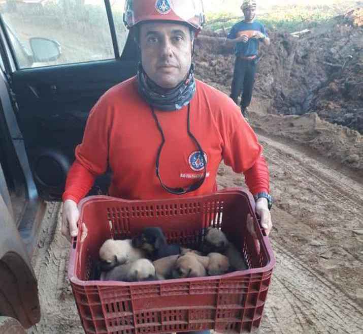 Cachorros foram encontrados durante buscas por vítimas da tragédia de Brumadinho