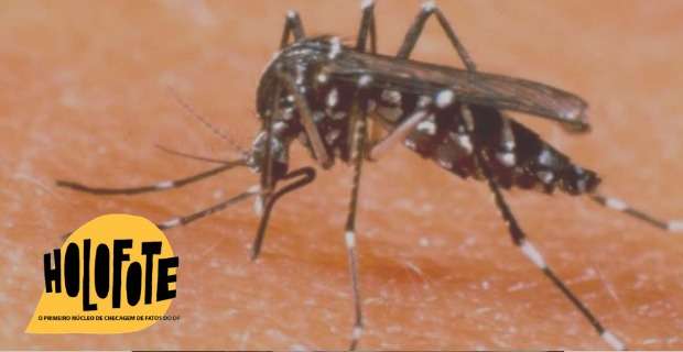 Mosquito Aedes aegypti