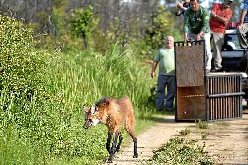 Lobo-guará é solta no Parque Nacional de Brasília: 
preservação do cerrado é o objetivo de duas propostas de parlamentares