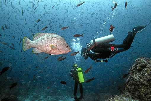 Pesquisa mostrou ainda que, quanto maior é o peixe, maior é a distância de fuga de humanos: 