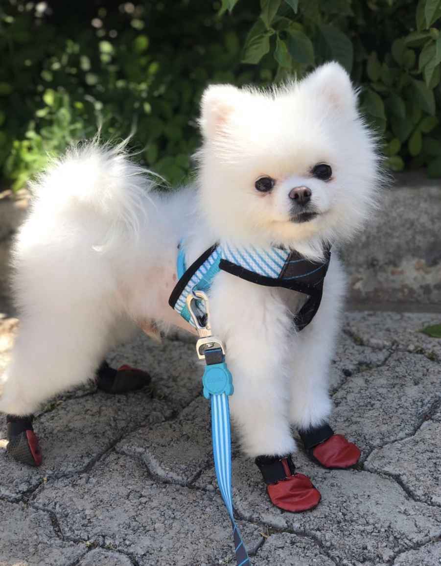 Por conta da depressão, Tobby perdeu parte do pelo e passou a ficar isolado