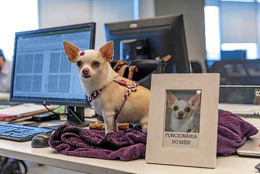 Cachorros, gatos, hamsters e outros bichos são encontrados em espaços de trabalho por aí. Há empresas que estão se abrindo para essa possibilidade, já que a convivência com animais pode ser benéfica para os negócios