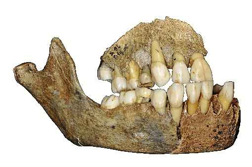 Fragmento de mandíbula de garota que viveu na Caverna de Scladina, na Bélgica, há cerca de 120 mil anos