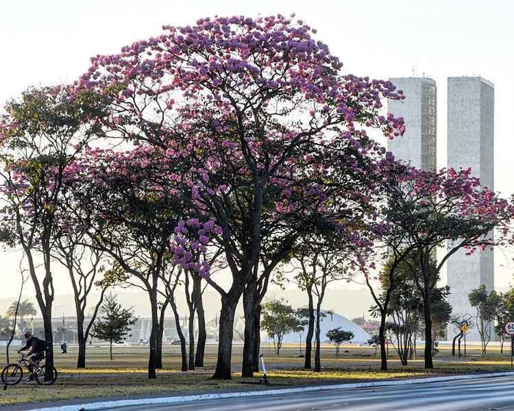 Estação do ano marcada pelo frio também tem a beleza dos ipês na capital