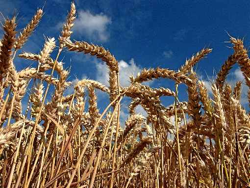 Pragas ameaçam 20% das cinco culturas que respondem por metade da ingestão calórica do mundo: trigo (foto), arroz, feijão, milho e soja