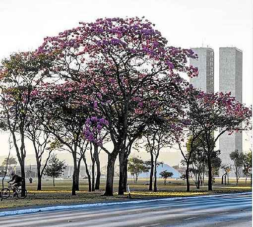 Poste sua foto com a hashtag  #istoebrasiliacb e ela pode ser publicada nesta coluna aos domingos