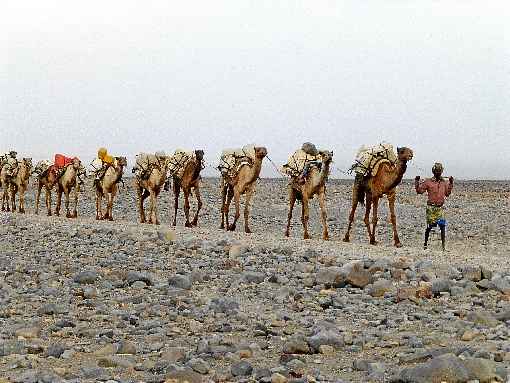 Moradores criam camelos, que fazem o carregamento de material