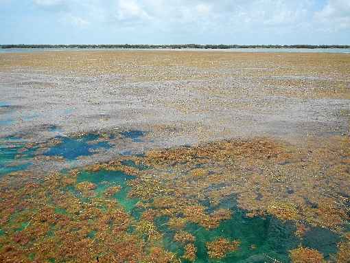 O grande cinturão pode cobrir da costa oeste africana ao Golfo do México