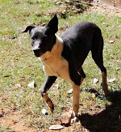 Bento chegou a um abrigo sem o rabo: traumatizado, cachorro enxerga o humano como inimigo