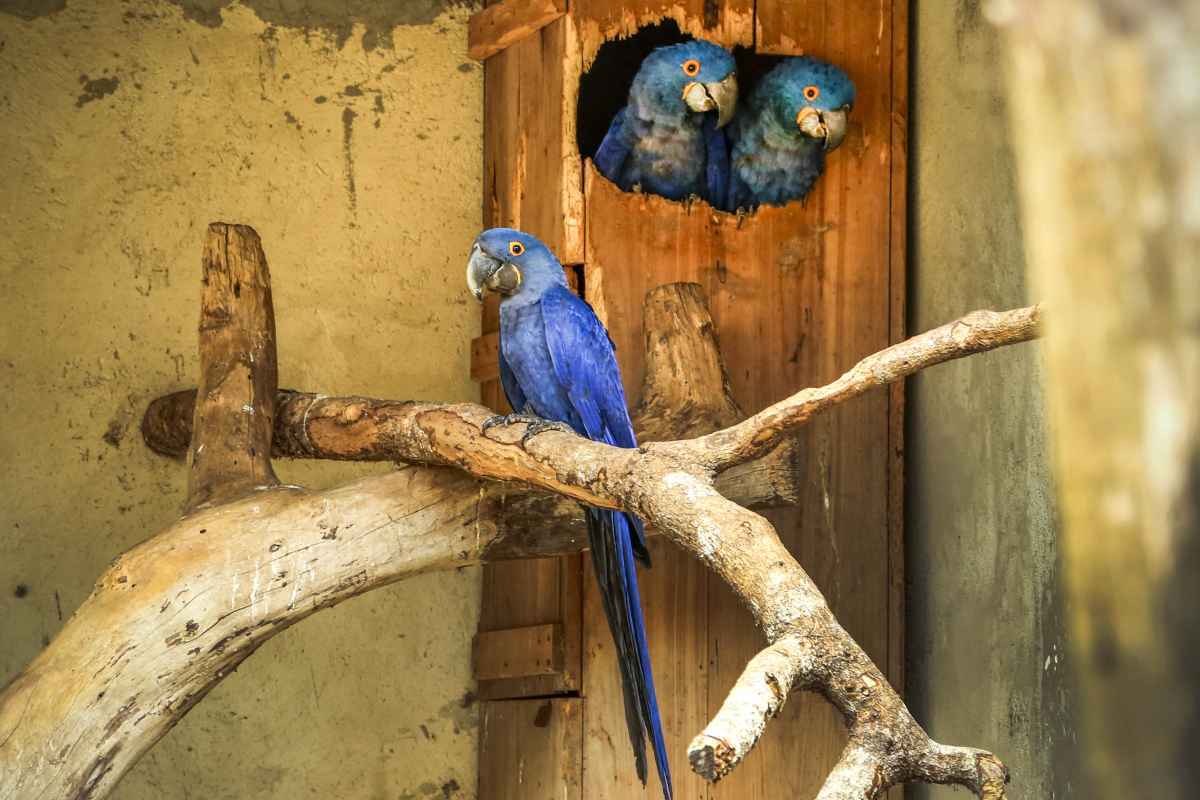 Zoológico de Curitiba comemora nascimento de arara-azul, espécie ameaçada