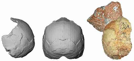 Encontrado no fim da década de 1970, na Grécia, o Apidima 1, após análises mais recentes, passou a ser considerado um %u201CHomo sapiens precoce%u201D