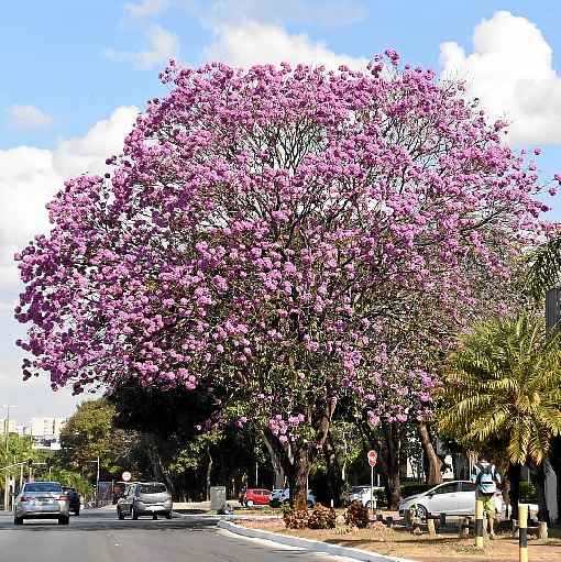 Poste sua foto com a hashtag  #istoebrasiliacb e ela pode ser publicada nesta coluna aos domingos